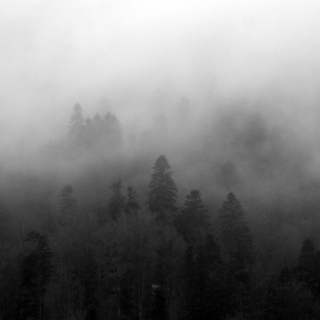 dark and foggy forest