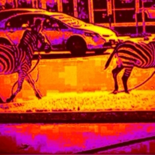 free zebras
