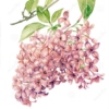 Lilacs and Sunlight