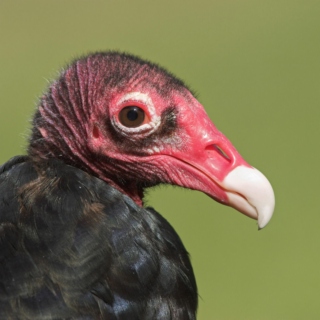 The Turkey Vulture's Dance-able Eurovision Mix