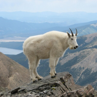this mountain goat wants you to stay awake