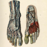 Dorsal foot vein - The study playlist