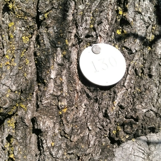 tree 130