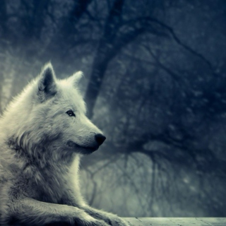 My White Wolf