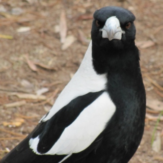 Thieving Magpie Mix