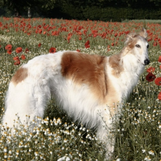 dog in a poppy field