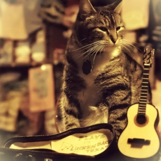 Guitar Cats.