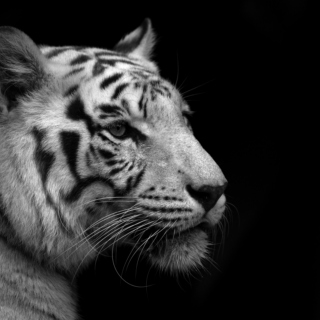 Le Tigre Dompala