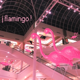 ¡ Flamingo !