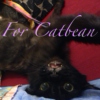 For Catbean