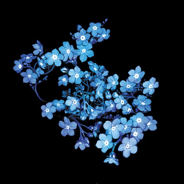 Forget Me Nots