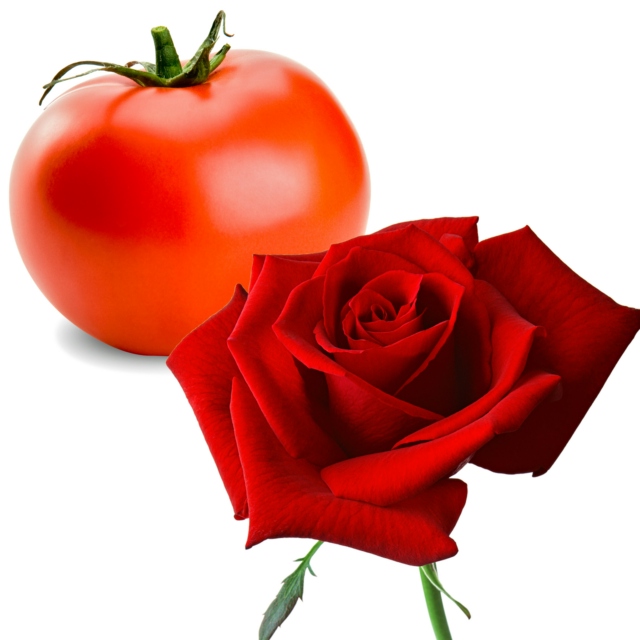 Tomato Roses