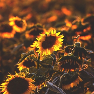Sunflower (Part 2)