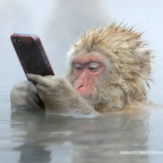 Funny Monkey With Morden Technology