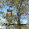 Lucy - Welcome Home