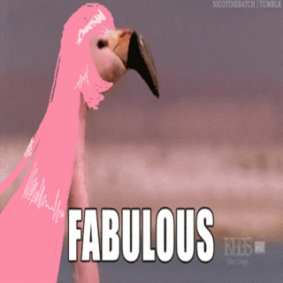 Stupid, sexy flamingHOE