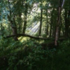 A solitary woodland stroll