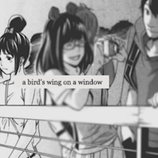 a bird's wing on the window