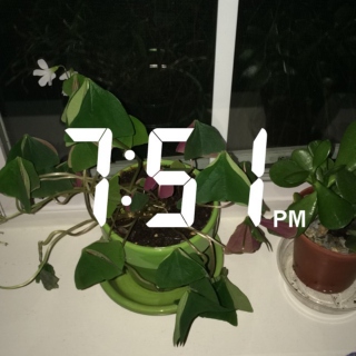 my plants are sleeping