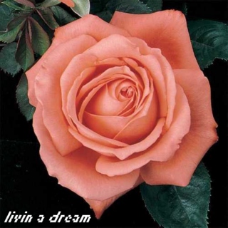 Livin A Dream [a bruno buccellati fanmix]