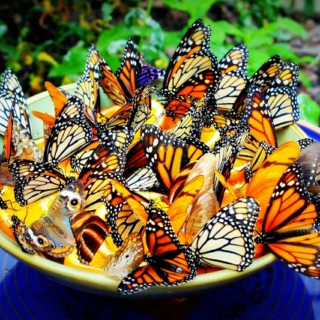 Butterflies for Breakfast