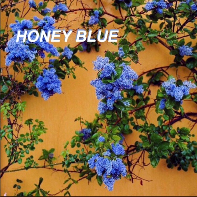 honey blue