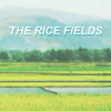 THE RICE FIELDS