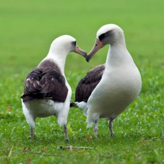 albatross (phoebastria irrorata) lovers 