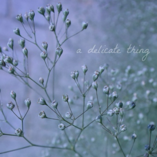 a delicate thing