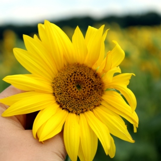Sunflower Daydreams