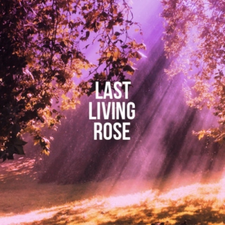 Last Living Rose