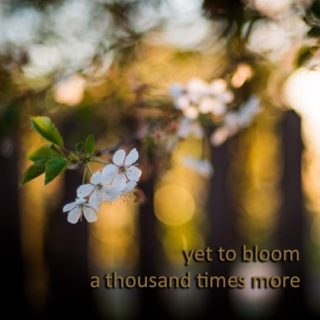 yet to bloom a thousand times more