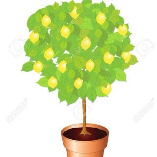 Under the Lemon Tree