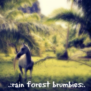 .:rain forest brumbies:.