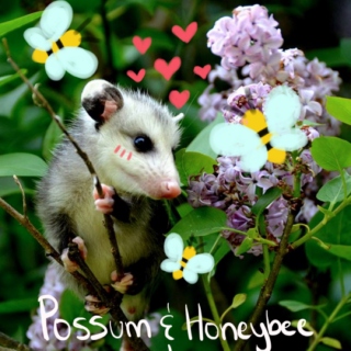 Possum and Honeybee