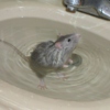 "There's A Rat In My Sink!"