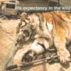 life expectancy in the wild