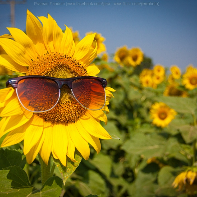 Sunflower Fangirl Asthetic #1