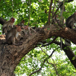 Monkeys in Trees