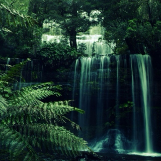 Virtual Rainforest - Part 2