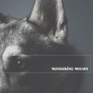 wandering wolves