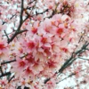 ~Sakura Songs~ 