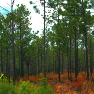 Alabama Pines