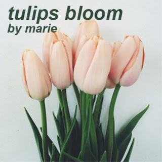 tulips bloom