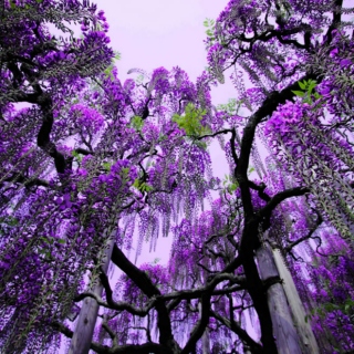Purple Spring VI