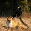 Fox and Raven