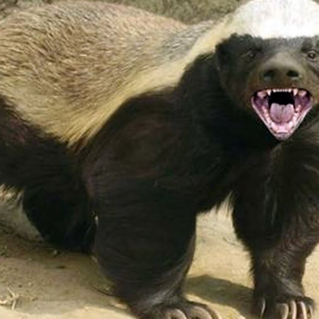 The Honey Badger was Inside YOU all along