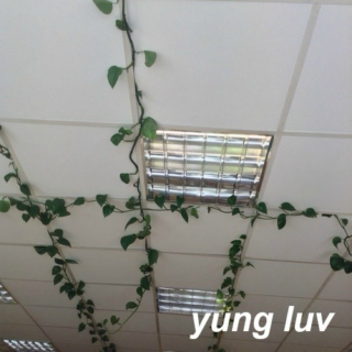 yung luv