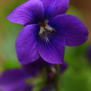 violets~