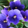 violets v